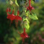  Fukszia (Fuchsia hybrida) DEVA Európai virágeszencia