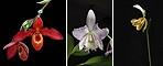 Healing the Hidden (Heyoka) összetett orchidea eszencia