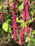  Csüngő amaránt (Amaranthus caudatus) DEVA Európai virágeszencia