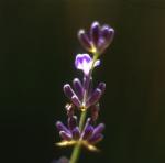 Levendula (Lavendula officinalis) DEVA Európai virágeszencia