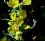  Molyhos ökörfarkkóró (Verbascum thapsus) DEVA Európai virágeszencia