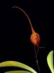  Crown of Consciousness orchidea eszencia