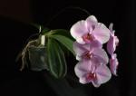  The Wisdom of Compassion with Gold orchidea eszencia