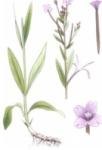  Kisvirágú füzike tea (NKC302522)