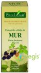 PlantExtrakt Extract din Mladite de Mur 50 ml