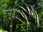  Ágas rozsnok (Wild Oat / Bromus ramosus)