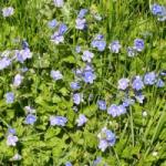  Ösztörűs veronika (Veronica chamaedrys - Speedwell) Bailey virágeszencia 10ml