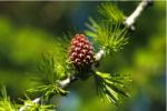  Vörösfenyő (Larch / Larix decidua) DEVA Bach-virágeszencia