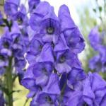  Havasi sisakvirág (Aconitum napellus - Monk’s Hood) Bailey virágeszencia 10ml