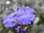  Kékgyökér (Cerato / Ceratostigma villmottiana) DEVA Bach-virágeszencia