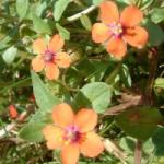  Mezei tikszem (Anagallis arvensis - Scarlet Pimpernel) Bailey virágeszencia 10ml