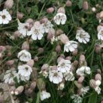  Tengerparti habszekfű (Silene maritima - Sea Campion) Bailey virágeszencia 10ml
