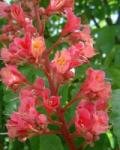  Vörös vadgesztenye (Red Chestnut / Aesculus carnea) DEVA Bach-virágeszencia