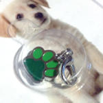  Tappancsos kutyékszer - zöld