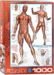 EUROGRAPHICS The Muscular System 1000 db-os (6000-2015)