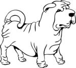  Shar pei 1. - falmatrica