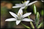  Bach virágterápia-Ernyős madártej 29. Star of Bethlehem Bach virágesszencia