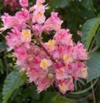  Bach virágterápia - Vörös vadgesztenye 25. Red Chestnut Bach virágesszencia