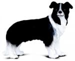 CollectA Border Collie (88010) Figurina