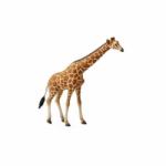 CollectA Girafa XL (88534) Figurina