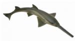 CollectA Rechin Fierastrau M (88659) Figurina