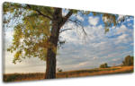  Falikép PANORÁMA FÁK ST016E13 (modern vászonképek)