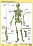 STIEFEL Tanulói munkalap, A4, STIEFEL "Az emberi csontváz (VTM20) - irodaoutlet