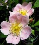  Bach virágterápia-Vadrózsa (37. Wild rose) Bach virágesszencia