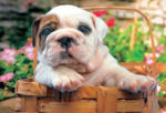 Educa Bull Dog 500 (13759) Puzzle