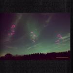 Norgren, Daniel Skogens Frukter