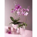 Soendgen Keramik Ghiveci ceramica, Merina (SK-0275-0015-1656)