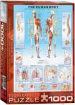 EUROGRAPHICS The Human Body 1000 db-os (6000-1000)