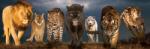 EUROGRAPHICS Panoráma puzzle - Big Cats 1000 db-os (6010-0297)