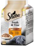 Sheba Fresh & Fine Mini - pui și curcan 6 x 50 g