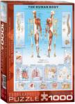 EUROGRAPHICS The Human Body 1000 piese (6000-1000) Puzzle