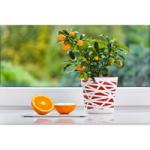 PLASTOR Ghiveci bicolor, Beti (DP-DB13-06)