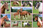 Schmidt Spiele Beautiful Horses - 150 piese (56269) Puzzle