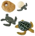 Safari Ltd . Életciklus - Tengeri teknős
