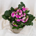 ImodFlowers Kalanchoe in ghiveci