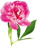 AG Design Sticker Perete Floare de Bujor Roz (F0469)