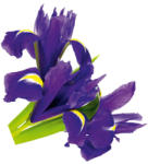 Atenas Spania Sticker Perete Flori de Iris Violet (F0464)