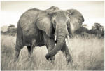 Ideal Lux Fototapet elefant african Vlies (XXL4-529)
