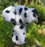 Babás Timi Dalmata ujjbáb