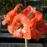  Amarillisz (Hippeastrum Piquant - Amaryllis) Bailey virágeszencia 10ml
