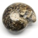  Fosil Natural Goniatit Brut - 9-12 x 8-9 x 2 cm - ( XXL ) - 1 Buc