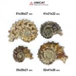  Fosil Natural Ammonit Douvilleiceras 35-52 x 29-41 x 21-27 mm ( XL) - Unicat