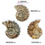  Fosil Natural Ammonit Douvilleiceras 31-44 x 31-41 x 21-23 mm ( XL ) - Unicat