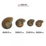  Fosil Natural Ammonit Cleoniceras Opalizat 27-46 x 22-35 x 9-15 mm ( XXL ) - Unicat