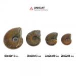  Fosil Natural Ammonit Cleoniceras Opalizat 28-50 x 22-40 x 9-15 mm ( XL ) - Unicat