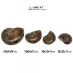  Fosil Natural Ammonit Cleoniceras 28-48 x 23-38 x 10-16 mm ( XL ) - Unicat